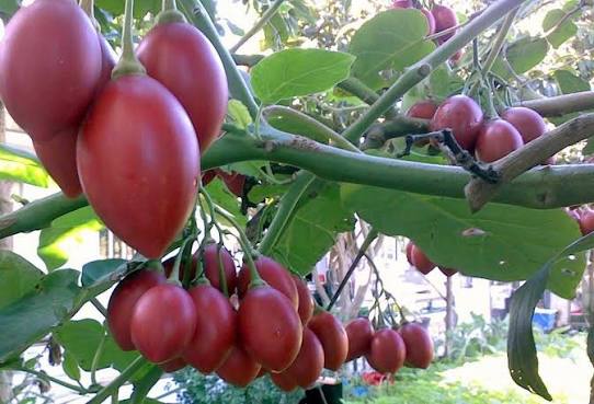 Tree Tomato (Ibizungu)